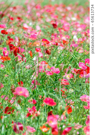 Hinageshi One-sided Hinageshi Field [Aichi Prefecture] 65613734