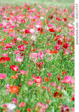 Hinageshi One-sided Hinageshi Field [Aichi Prefecture] 65613737