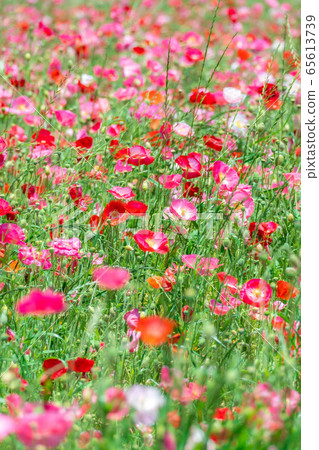 Hinageshi One-sided Hinageshi Field [Aichi Prefecture] 65613739