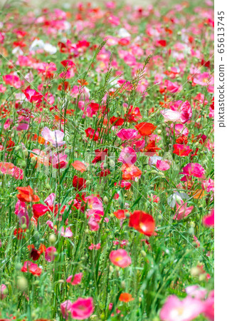 Hinageshi One-sided Hinageshi Field [Aichi Prefecture] 65613745