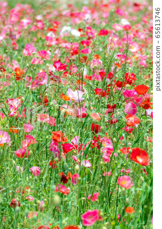 Hinageshi One-sided Hinageshi Field [Aichi Prefecture] 65613746