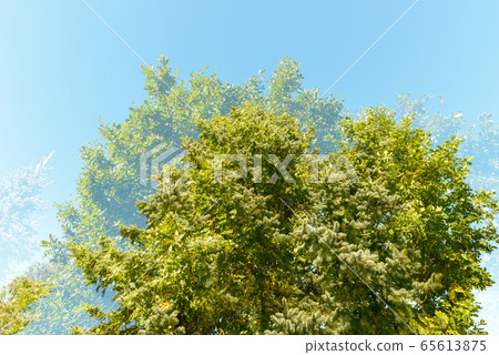 Double exposure of tall green trees overlaying each other against blue sky Double exposure of tall green trees overlaying each other against blue sky 65613875