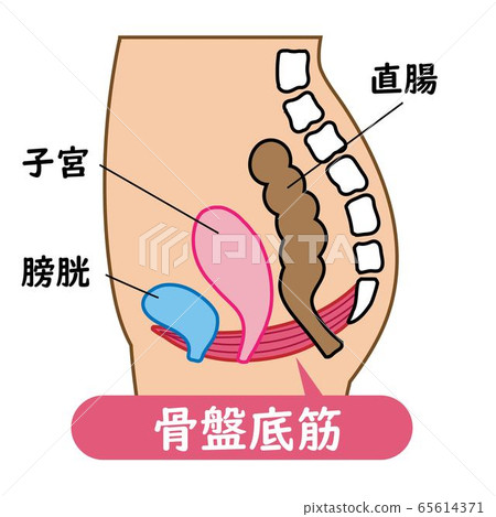 Graphic illustration of the pelvic floor muscles 65614371