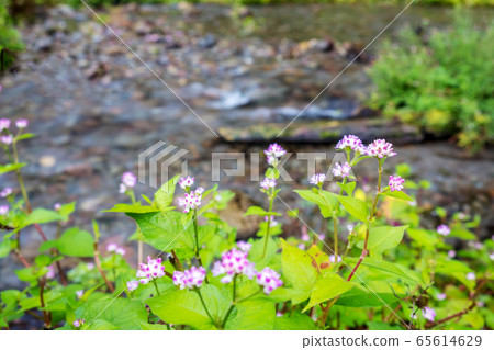Tottori Prefecture Oyama Kitanizawa mountain stream fresh green eco image 65614629