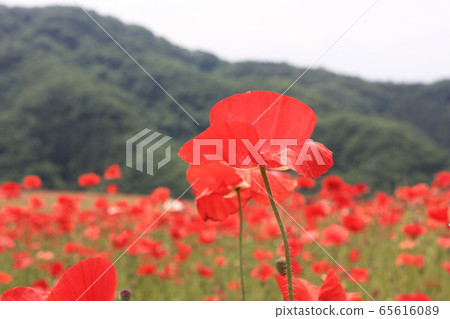 Chichibu / Sky Poppies 2019 65616089
