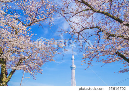 東京天空樹和櫻花 東京天空樹和櫻花 65616702