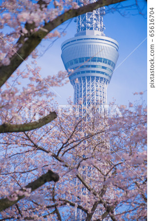 東京天空樹和櫻花 65616704