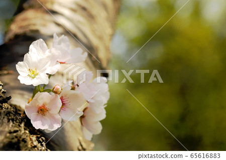 櫻花盛開 65616883