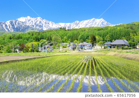 Paddy fields and Shinjuku plateau and the Northern Alps 65617056