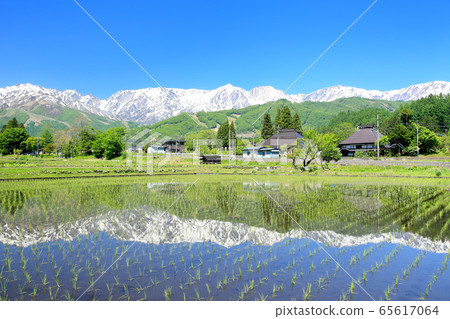 白馬的稻田和北阿爾卑斯山 65617064