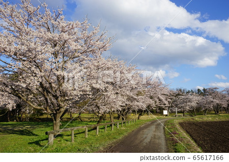 Ring shape of the moon at Jingaoka Historical Park 65617166