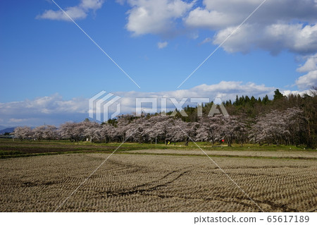 Ring shape of the moon at Jingaoka Historical Park Ring shape of the moon at Jingaoka Historical Park 65617189