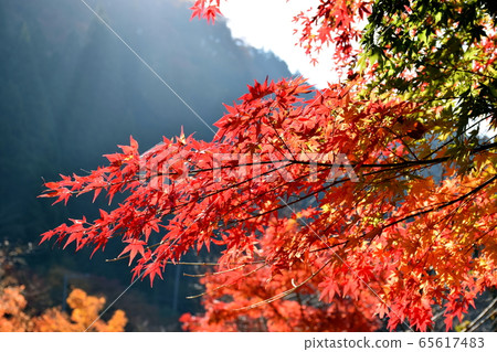 Maple Maple 65617483