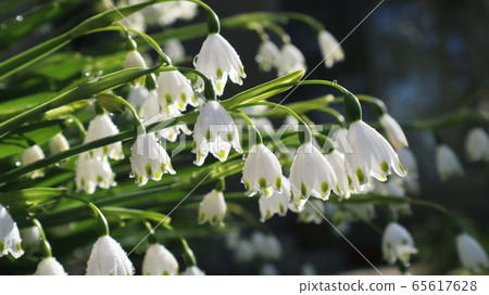 香草水仙花 香草水仙花 65617628