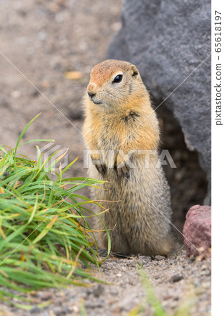 Curious arctic ground squirrel, carefully looking so as not to fall into jaws of predatory beasts. Wild animal of genus rodents of squirrel family Curious arctic ground squirrel, carefully looking so as not to fall into jaws of predatory beasts. Wild animal of genus rodents of squirrel family 65618197