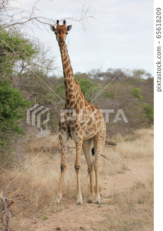 Giraffe walking on a safari (Kruger National Park, South Africa) Giraffe walking on a safari (Kruger National Park, South Africa) 65618209