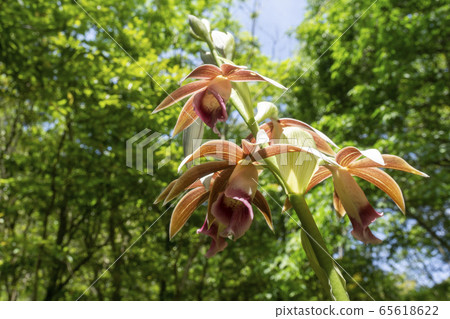 Fresh green forest, wild orchid, swan Fresh green forest, wild orchid, swan 65618622