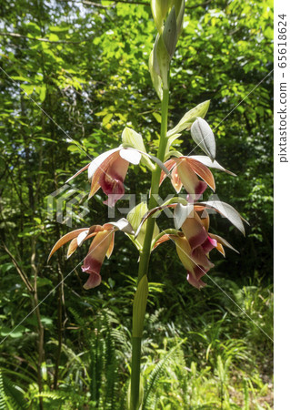 Fresh green forest, wild orchid, swan 65618624