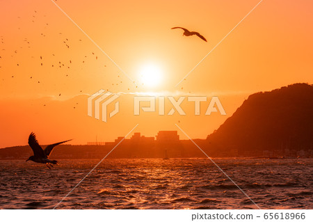 Nishiizu Sunset and Seabirds (Shizuoka Prefecture) 65618966