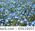 Nemophila圖片園藝 65619055