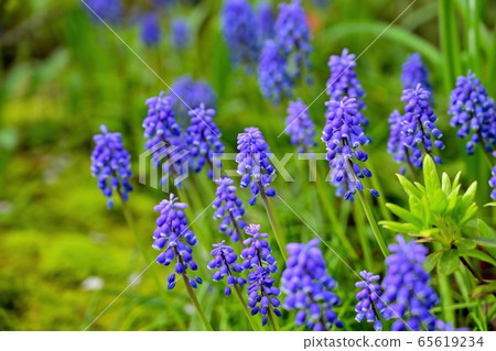Muscari flowers in full bloom that bloom quietly 65619234