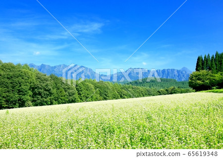 Togakushi Plateau buckwheat field and Togakushi Mountain 65619348