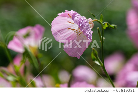 Petals and drops 65619351