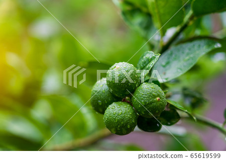 Close-up green limes hanging on a tree. Close-up green limes hanging on a tree. 65619599