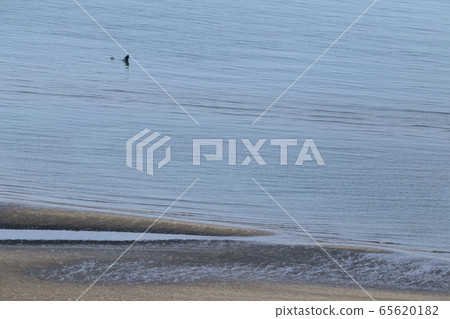 灘塗貝類捕魚 灘塗貝類捕魚 65620182
