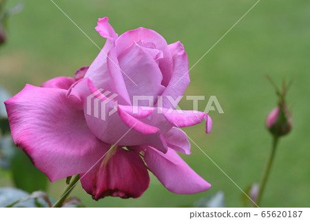 Rose (Blue River) 65620187