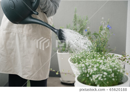 Balcony gardening planter plant watering watering can 65620188