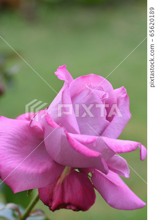 Rose (Blue River) 65620189