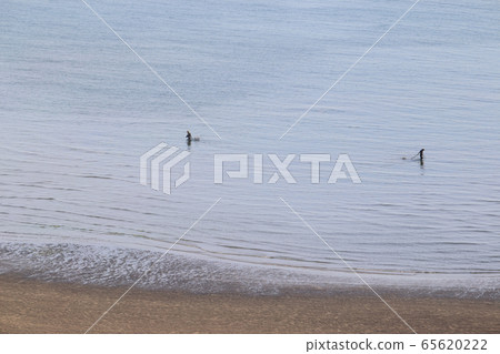 灘塗貝類捕魚 65620222