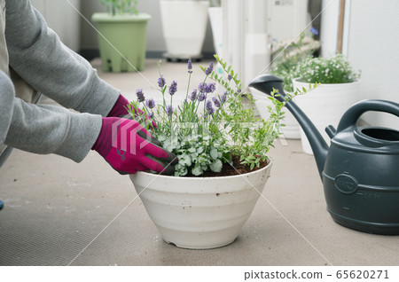 Balcony gardening planter plant group planting potted plant 65620271