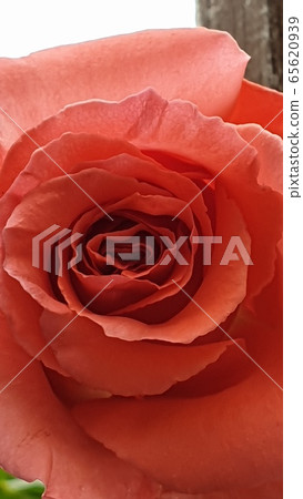 Orange Rose 65620939