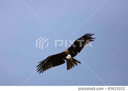 您還可以拿起一個tonbi面具。 65621012