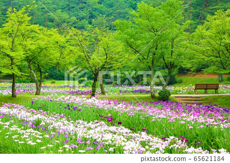 I野公園的y魚園 I野公園的y魚園 65621184