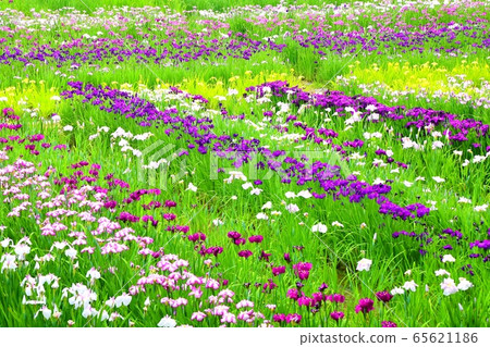 I野公園的y魚園 I野公園的y魚園 65621186