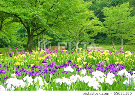 I野公園的y魚園 I野公園的y魚園 65621190