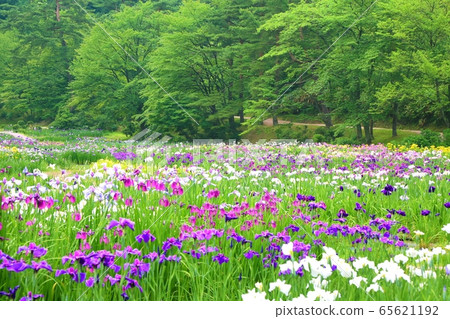 I野公園的y魚園 I野公園的y魚園 65621192