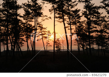 物種海岸 - 三陸重建國家公園 物種海岸 - 三陸重建國家公園 65621270