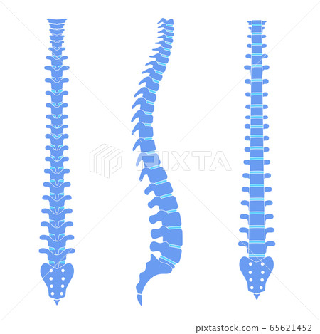 Human spine anatomy vector illustration Human spine anatomy vector illustration 65621452