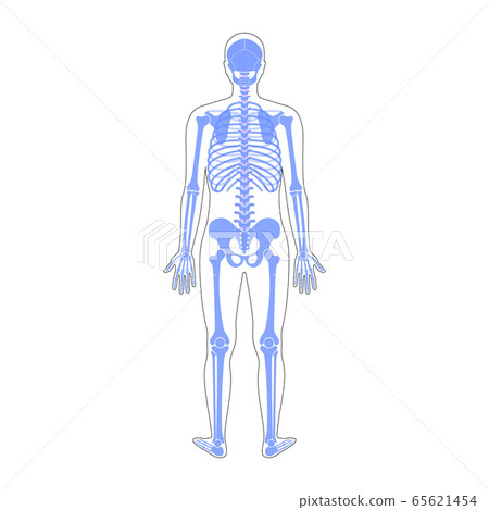 Human man skeleton anatomy Human man skeleton anatomy 65621454