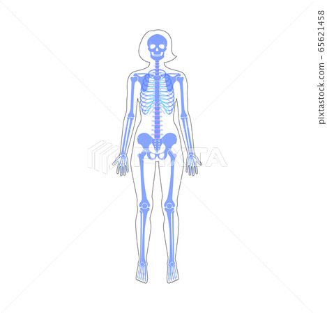 Woman skeleton anatomy Woman skeleton anatomy 65621458