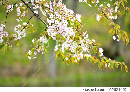 Weeping cherry blossom pink flower up Weeping cherry blossom pink flower up 65621462