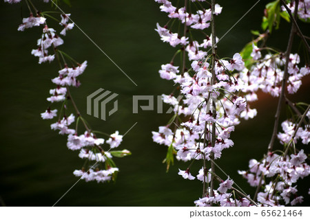 Weeping cherry blossom pink flower up Weeping cherry blossom pink flower up 65621464