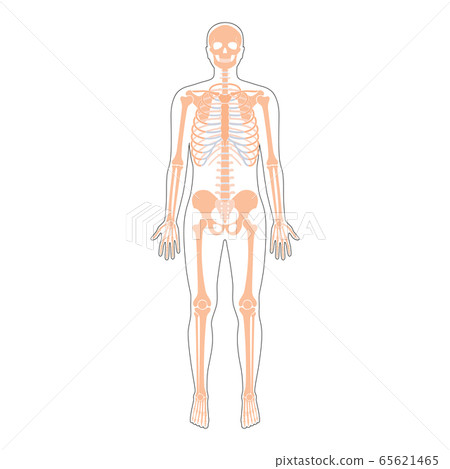 Human man skeleton anatomy Human man skeleton anatomy 65621465