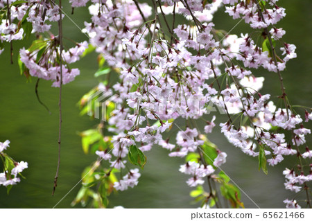 Weeping cherry blossom pink flower up Weeping cherry blossom pink flower up 65621466
