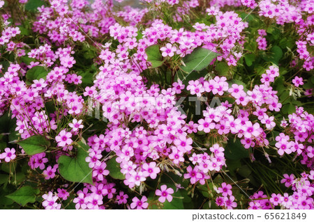A flower that seems to be an anemone flower with a beautiful pink color 65621849