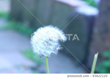 Dandelion Dandelion 65622120